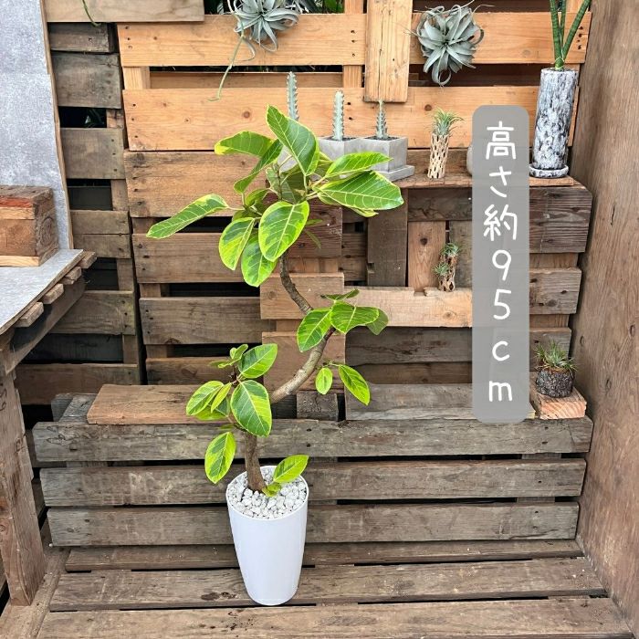 観葉植物現品販売