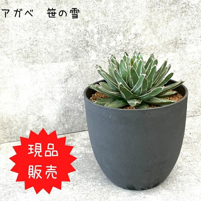 観葉植物現品販売
