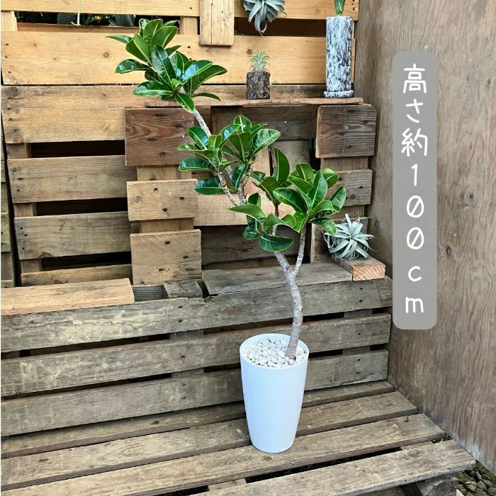観葉植物現品販売