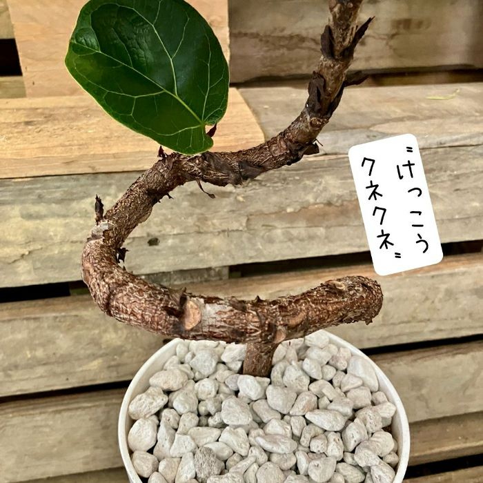 観葉植物現品販売