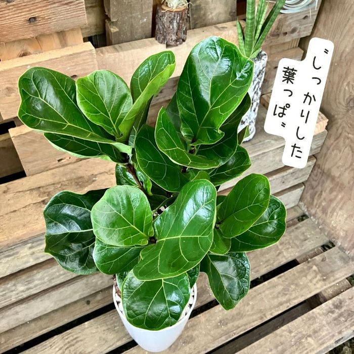 観葉植物現品販売