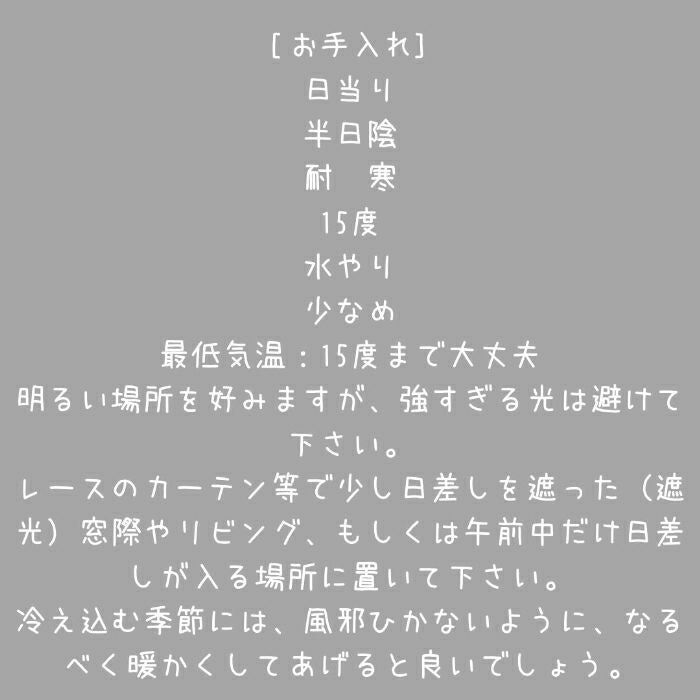 観葉植物現品販売