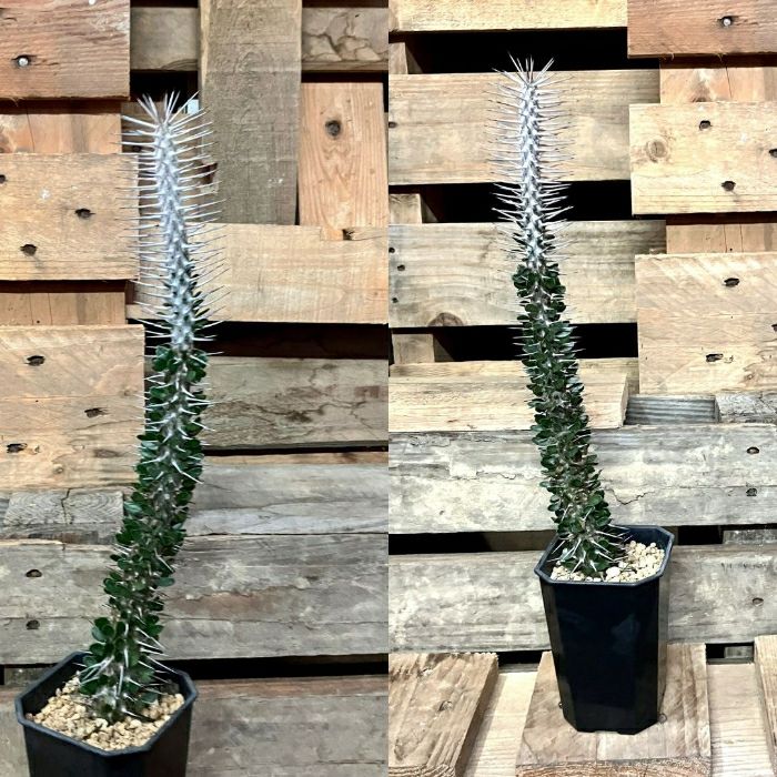 観葉植物現品販売