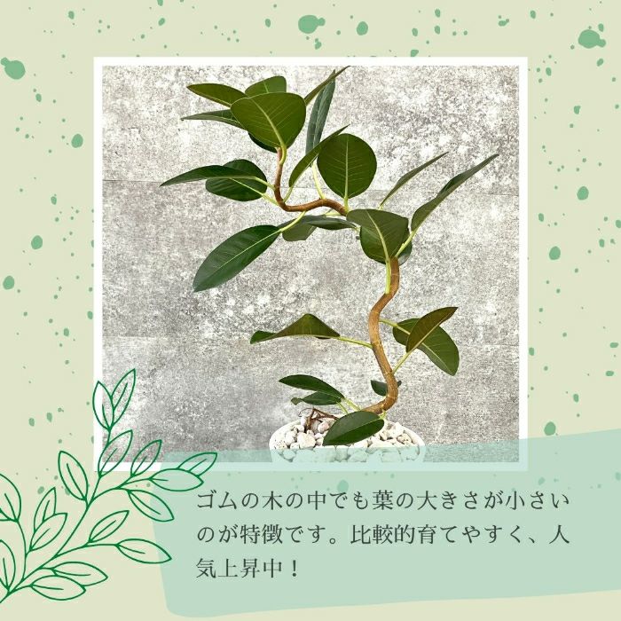 観葉植物現品販売