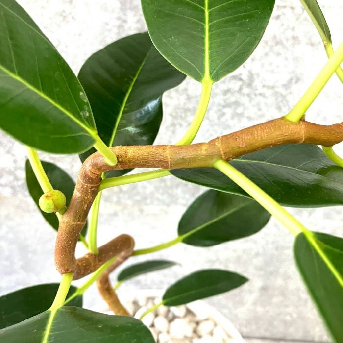 観葉植物現品販売