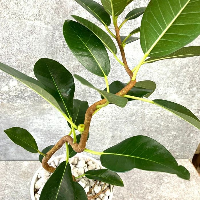 観葉植物現品販売