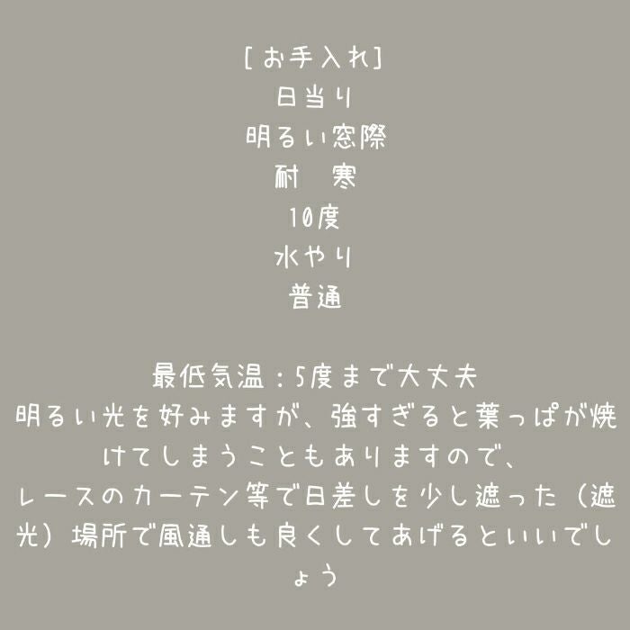 観葉植物現品販売