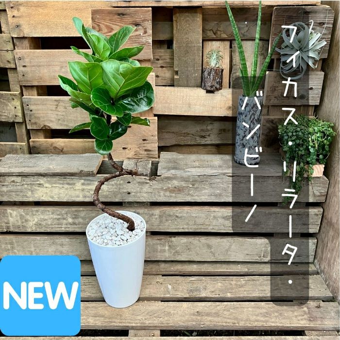 観葉植物現品販売