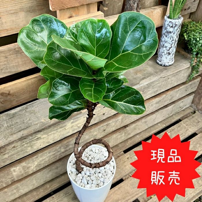 観葉植物現品販売