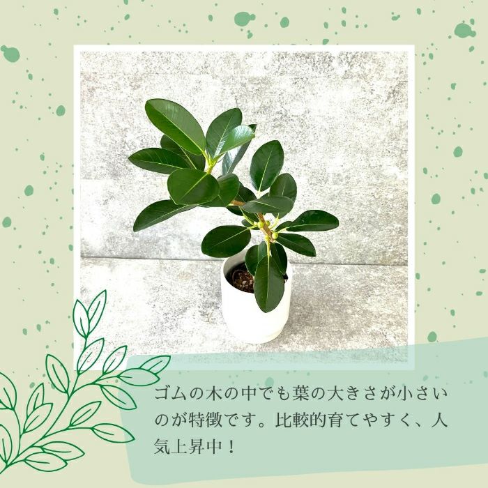 観葉植物現品販売
