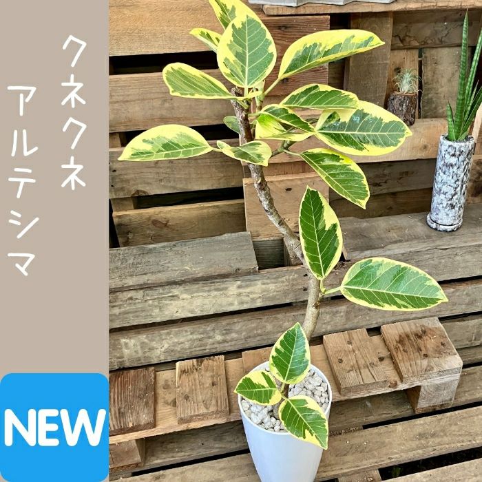 観葉植物現品販売