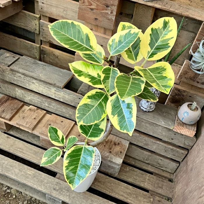 観葉植物現品販売