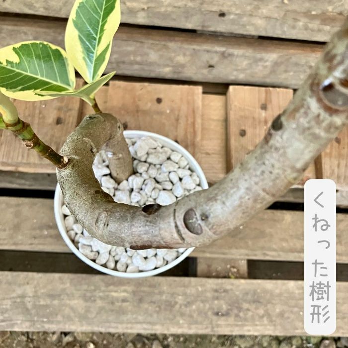 観葉植物現品販売