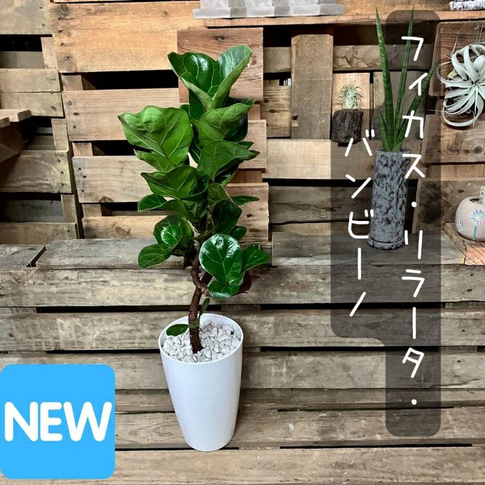 観葉植物 現品 フィカス・リラータ・バンビーノ 【アウトレット】