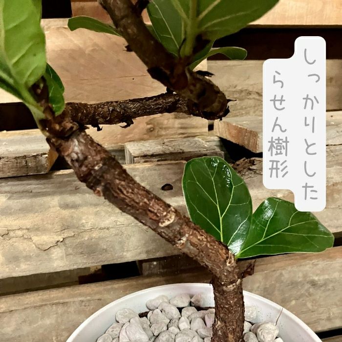 観葉植物現品販売