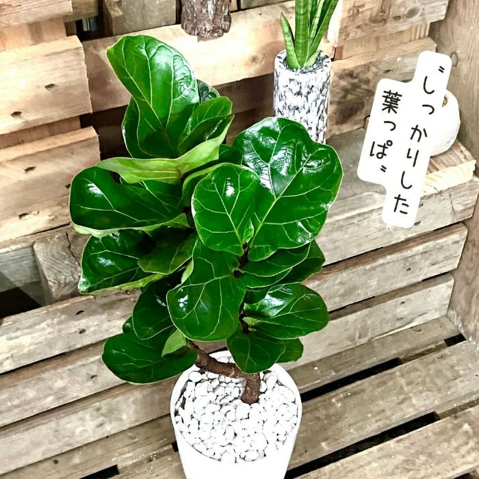 観葉植物現品販売