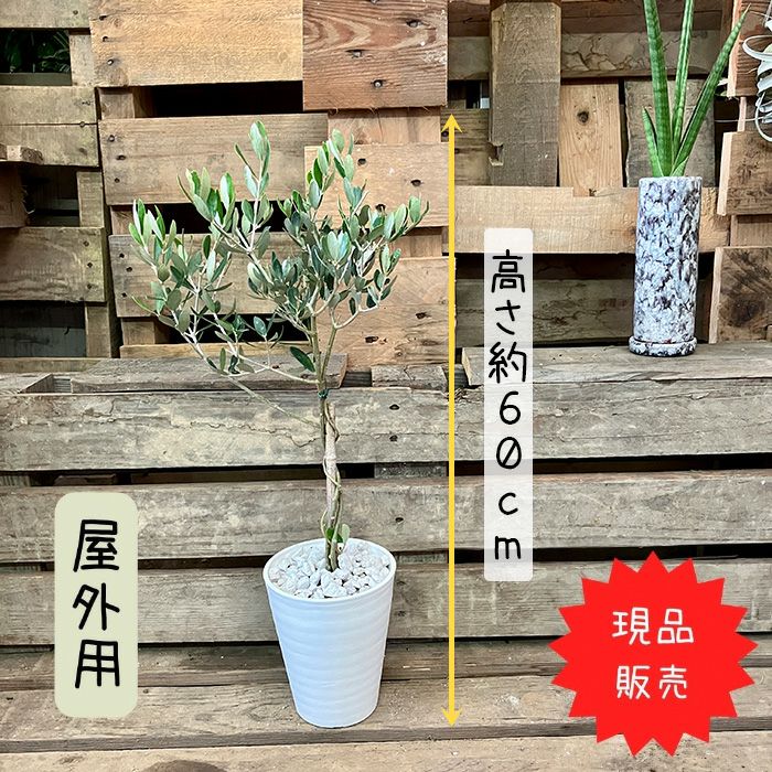 観葉植物現品販売
