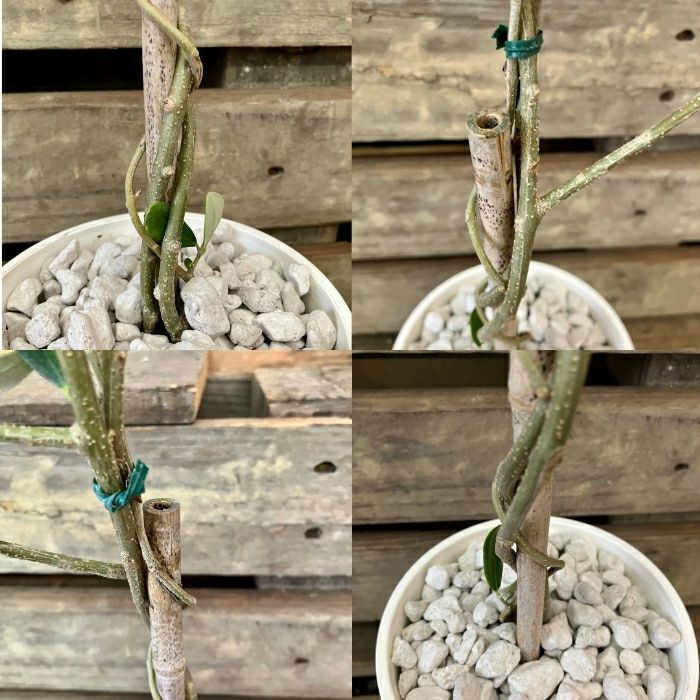 観葉植物現品販売