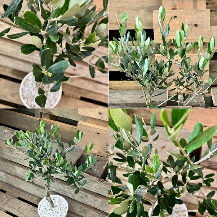 観葉植物現品販売