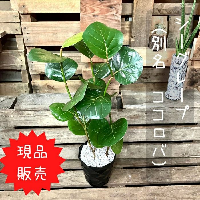 観葉植物 現品 希少 シーグレープ （別名；ハマベブドウ