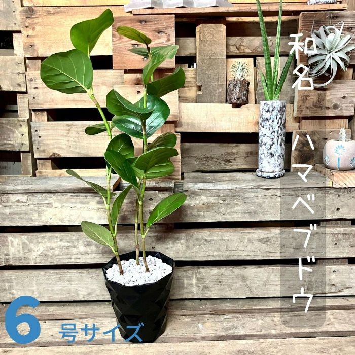 観葉植物現品販売