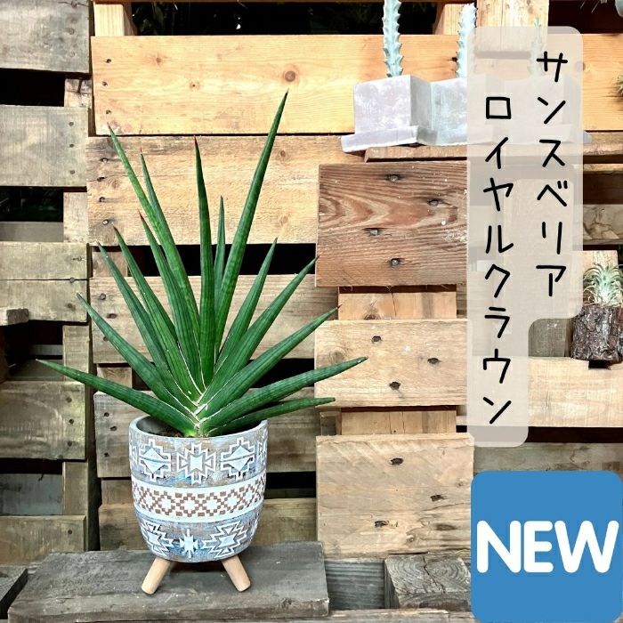 観葉植物 現品 希少 サンスベリア ロイヤルクラウン 【アウトレット】