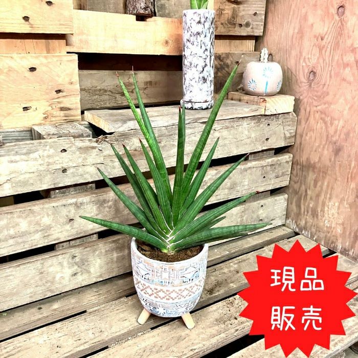 観葉植物現品販売