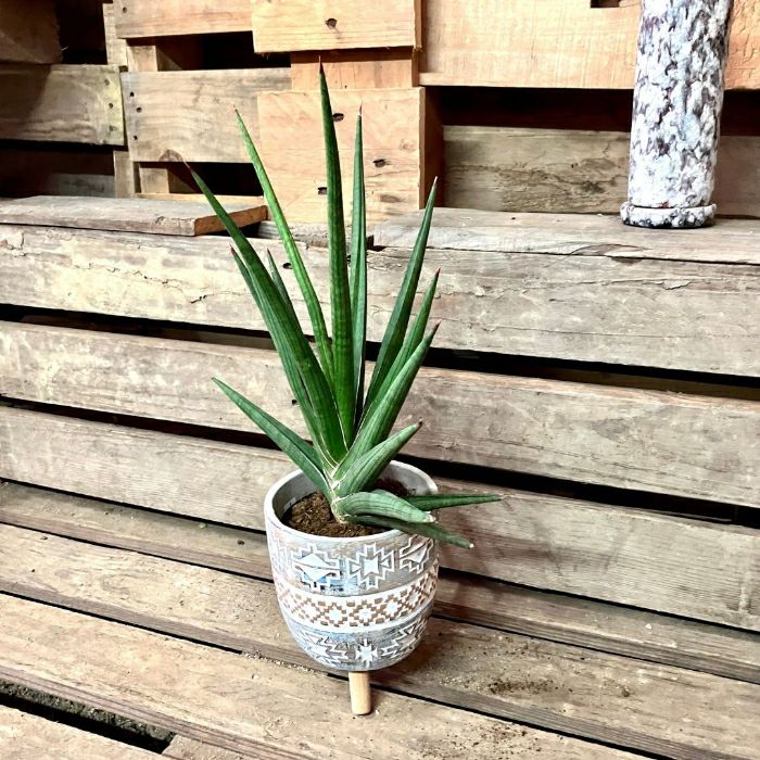 観葉植物現品販売