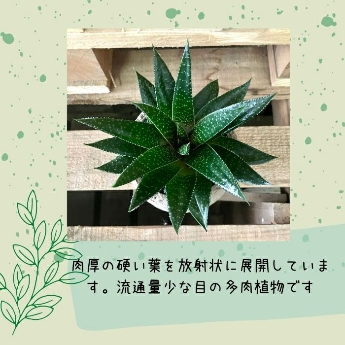 観葉植物現品販売