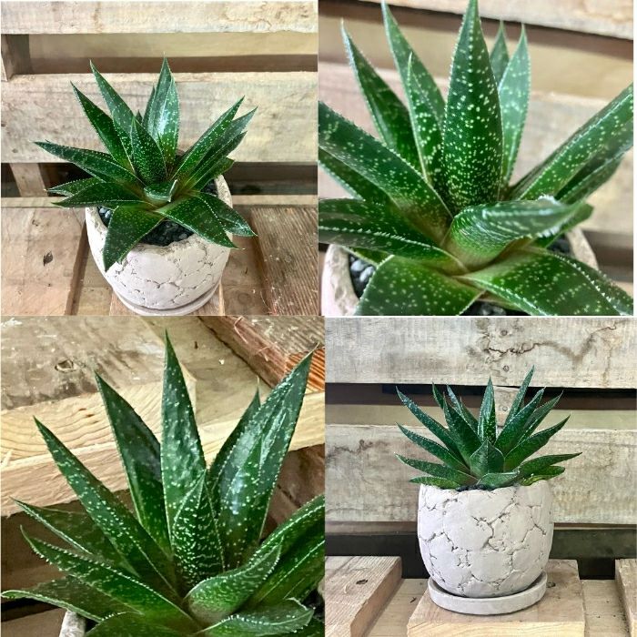 観葉植物現品販売