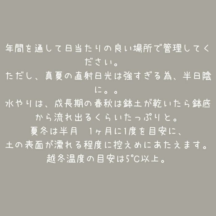 観葉植物現品販売