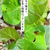 観葉植物現品販売