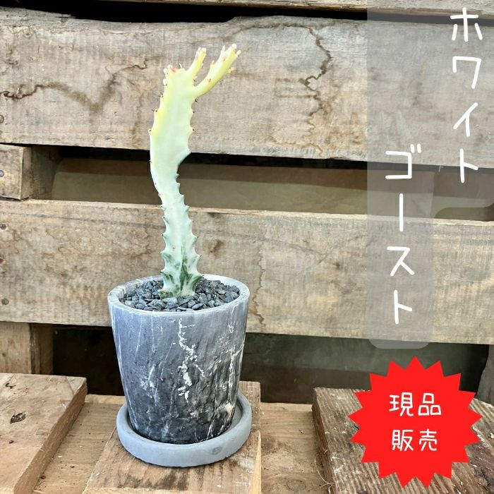 観葉植物現品販売