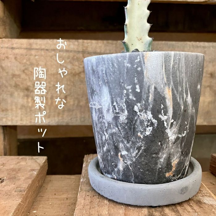 観葉植物現品販売