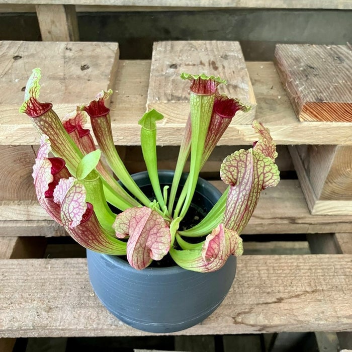 観葉植物現品販売