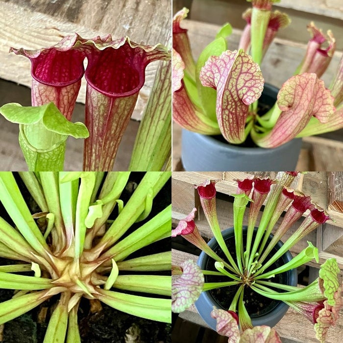 観葉植物現品販売