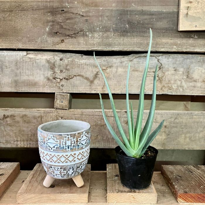 観葉植物現品販売