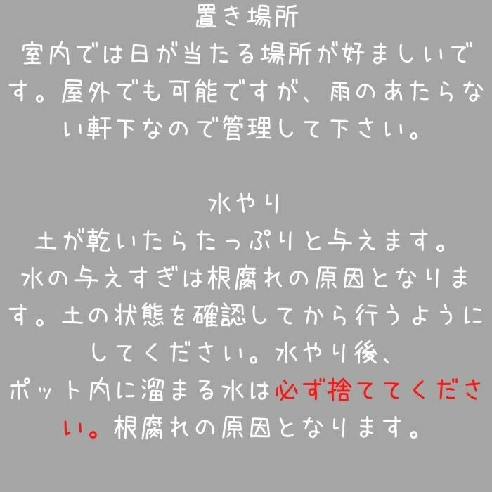 観葉植物現品販売