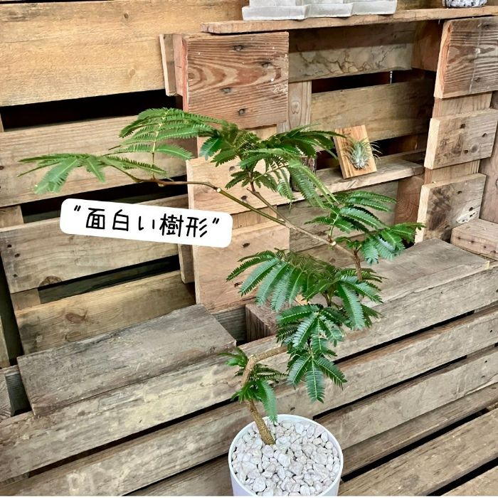 観葉植物現品販売