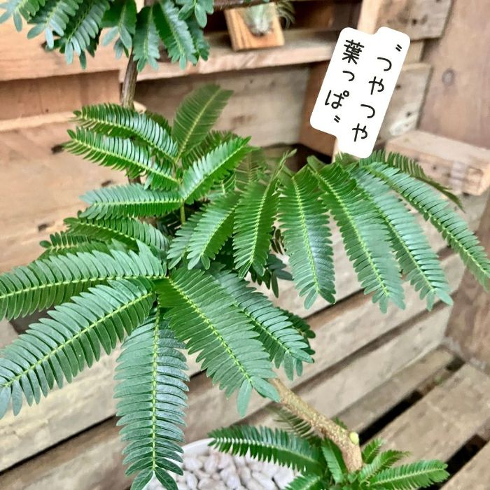 観葉植物現品販売