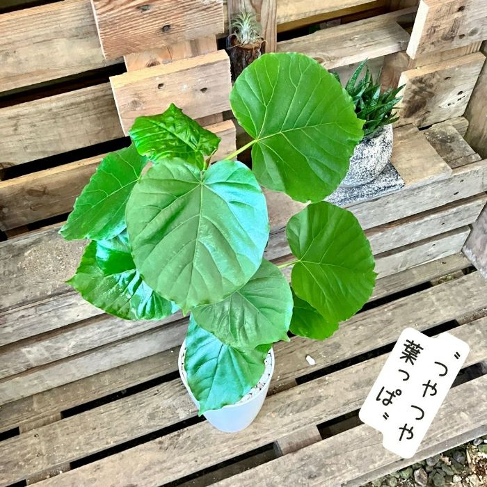 観葉植物現品販売