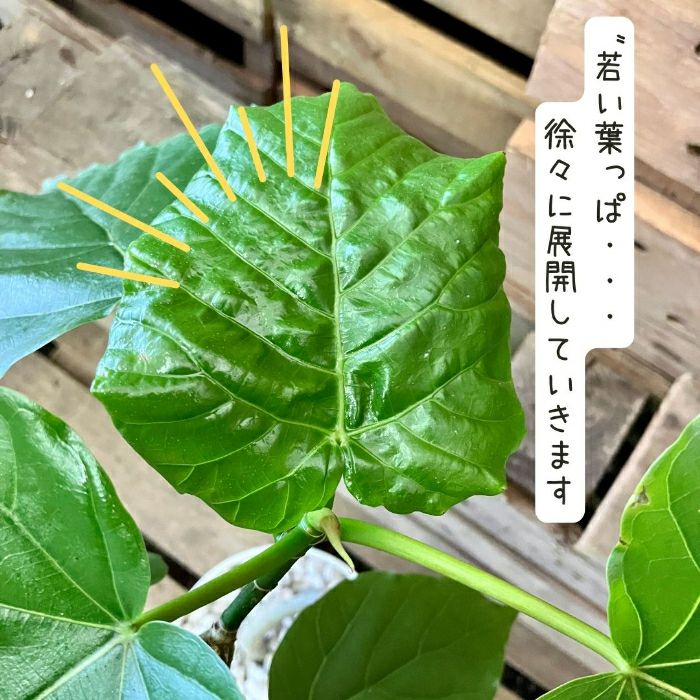 観葉植物現品販売
