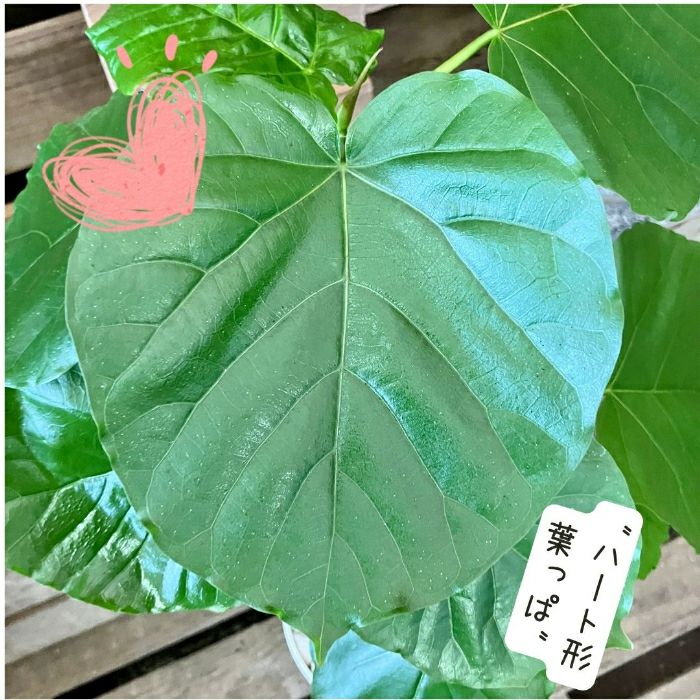 観葉植物現品販売