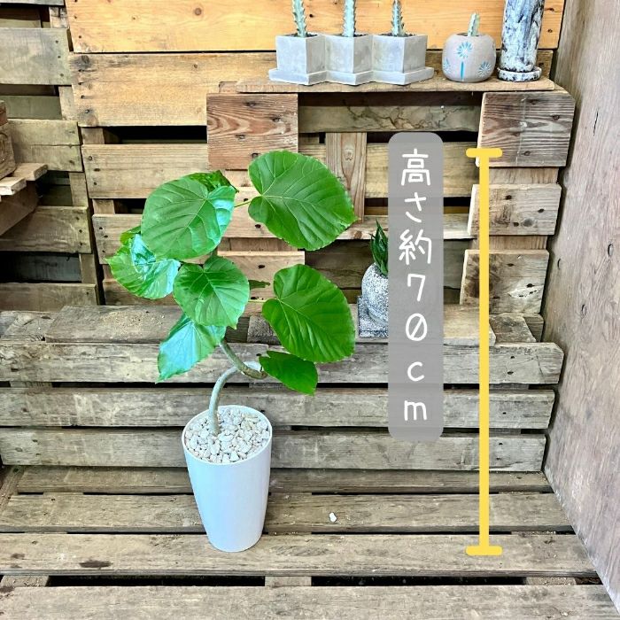 観葉植物現品販売