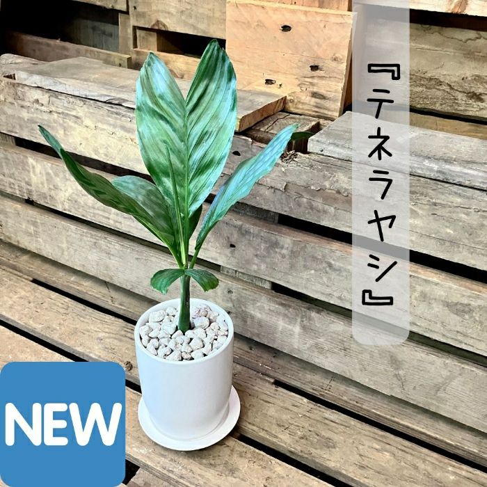 観葉植物 現品 テネラヤシ （チャメドレア メタリカ） 【アウトレット】