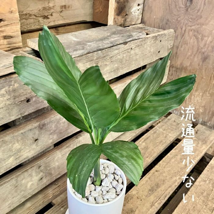 観葉植物現品販売