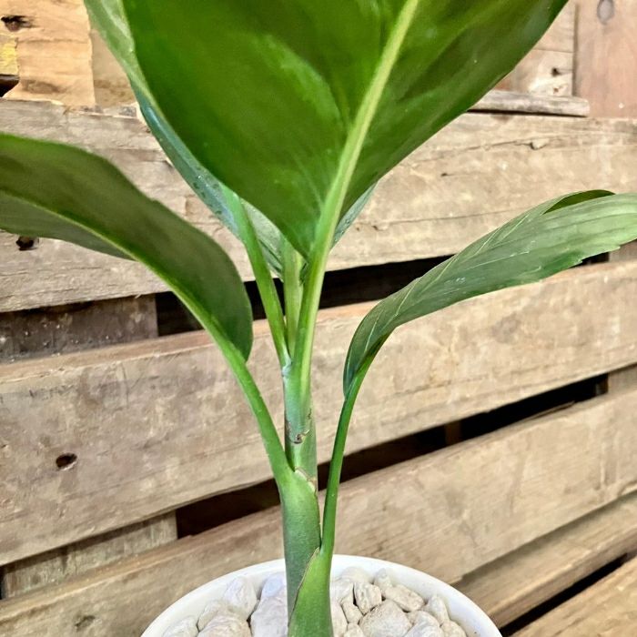 観葉植物現品販売