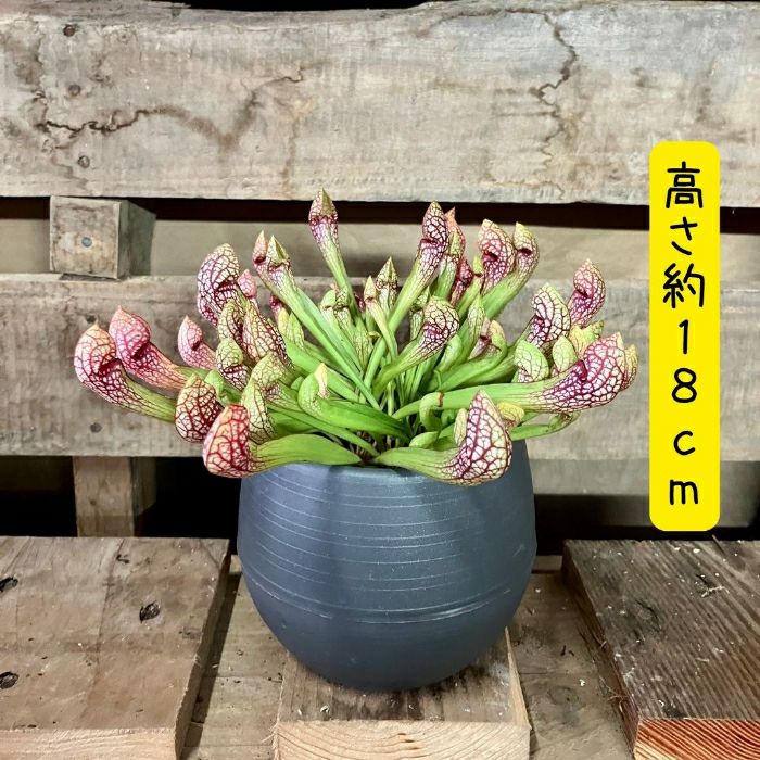 観葉植物現品販売