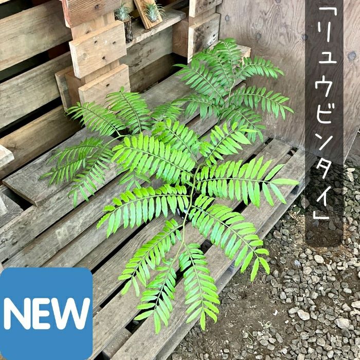 観葉植物現品販売