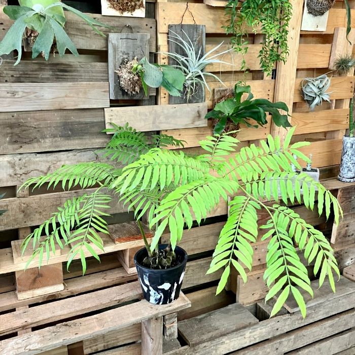 観葉植物現品販売